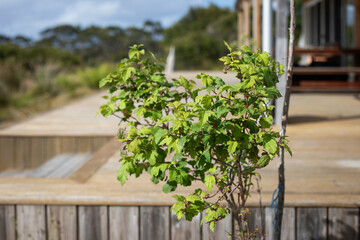potted native plant porch home timber