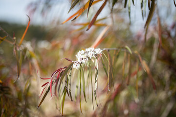 potted native plant porch home timber
