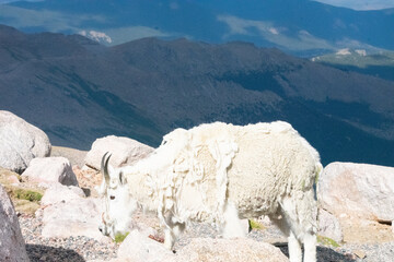 Mountain Goats at Mount Evans Colorado