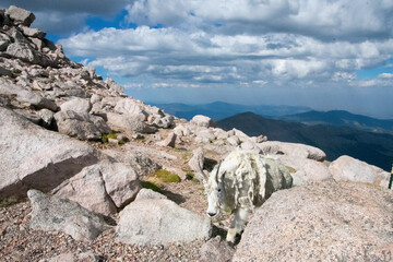 Mountain Goats at Mount Evans Colorado