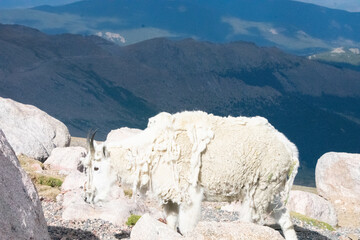 Mountain Goats at Mount Evans Colorado