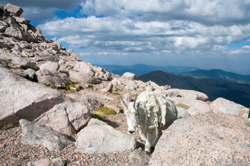 Mountain Goats at Mount Evans Colorado