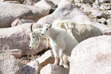 Mountain Goats at Mount Evans Colorado