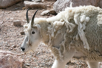 Mountain Goats at Mount Evans Colorado