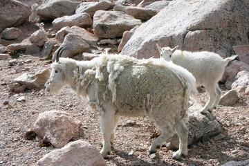 Mountain Goats at Mount Evans Colorado