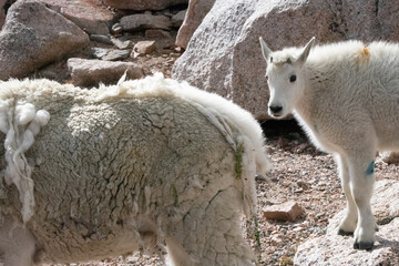 Mountain Goats at Mount Evans Colorado