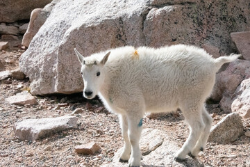 Mountain Goats at Mount Evans Colorado