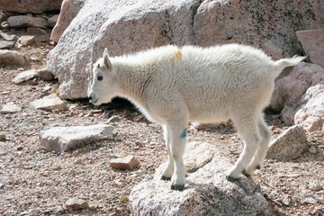 Mountain Goats at Mount Evans Colorado