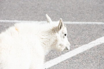 Mountain Goats at Mount Evans Colorado