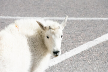 Mountain Goats at Mount Evans Colorado