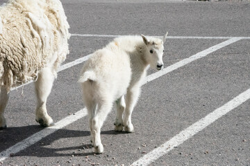 Mountain Goats at Mount Evans Colorado