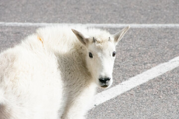 Mountain Goats at Mount Evans Colorado