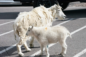 Mountain Goats at Mount Evans Colorado