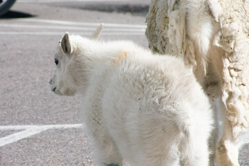Obraz premium Mountain Goat Mount Evans Colorado 