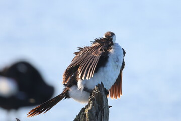little pied cormorant