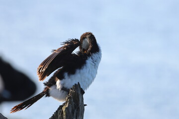 little pied cormorant