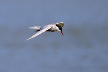 whiskered tern