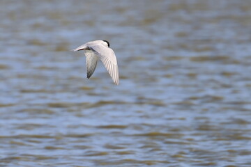 whiskered tern