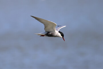 Fototapeta premium whiskered tern