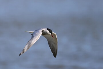 whiskered tern