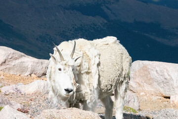 Mountain Goat Mount Evans Colorado