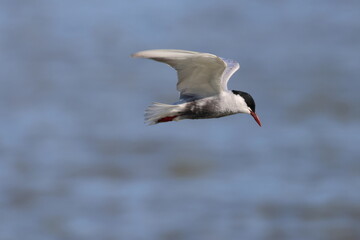 whiskered tern