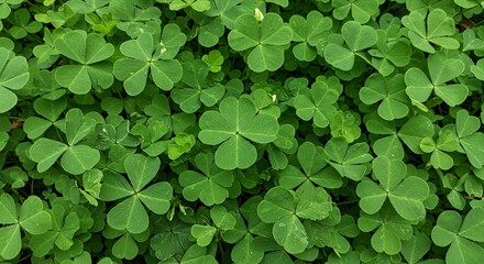 Abundant Green Clover Patch with Four-leaf Shamrock Symbol of Luck