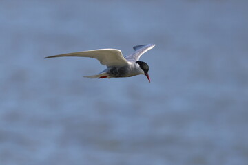 whiskered tern