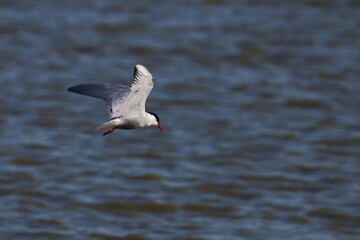 whiskered tern