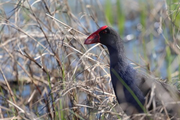 purple swamphen