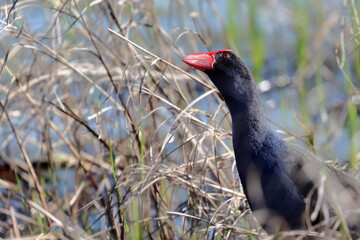 purple swamphen