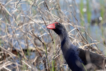 purple swamphen