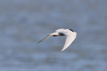 whiskered tern