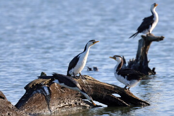little pied cormorant