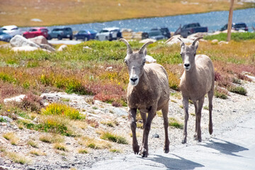 Big Horn Sheep Walking the Road Mount Evans Colorado