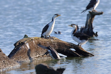 little pied cormorant