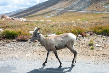 Naklejka premium Bighorn Sheep Mt. Blue Sky Colorado