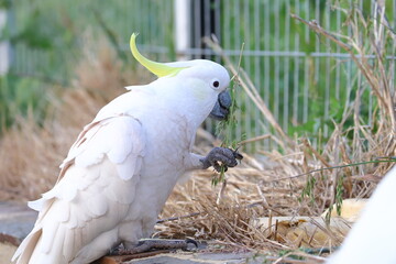 sulphur crested cockatoo