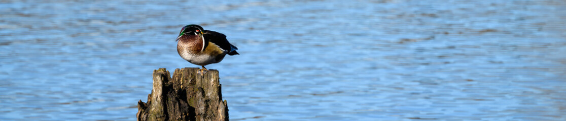Male wood duck perched, and napping with beak tucked into feathers, on an old wood dock piing in Lake Washington on a sunny winter day, Juanita Bay Park, Kirkland, Washington
