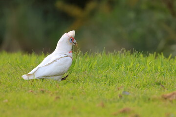corella