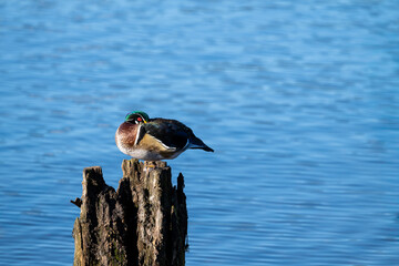 Male wood duck perched, and napping with beak tucked into feathers, on an old wood dock piing in...