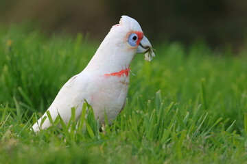 corella