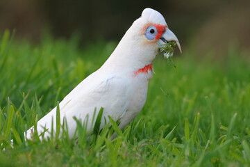 corella