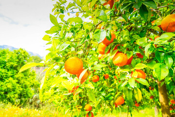 Orange garden with orange friuts, Soller Mallorca