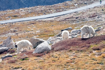 Mountain Goat Mount Evans Colorado