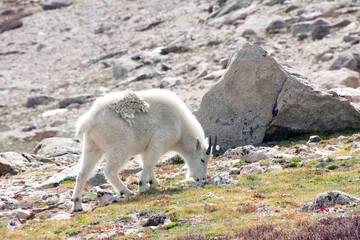 Mountain Goat Mount Evans Colorado