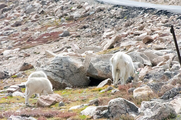 Mountain Goat Mount Evans Colorado