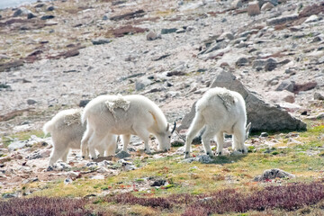 Mountain Goat Mount Evans Colorado