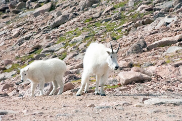 Fototapeta premium Mountain Goat and Kid Mt. Evans Colorado