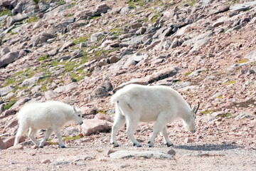 Fototapeta premium Mountain Goat and Kid Mt. Evans Colorado